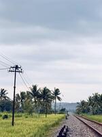 Railway Track Through Lush Fields and Palm Trees photo