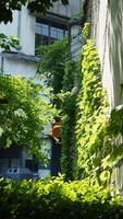 The old factory view with the ivy on the wall photo