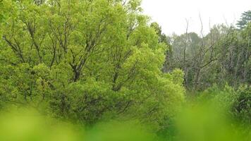 The fresh green leaves on the trees in spring photo