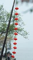 The white cherry flowers blooming in the garden with the red lanterns photo