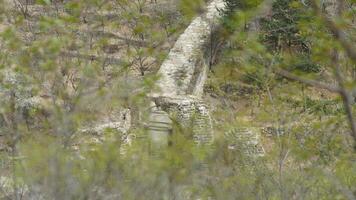 The broken watching tower in spring photo