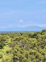 Scenic View of Trees and Distant Mountains. Bama Beach Baluran Situbondo photo