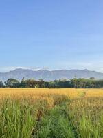 Golden Rice Fields with Distant Mountains photo