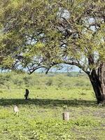 Serene Landscape with Tree and Distant Walker. Baluran National Park Situbondo. photo