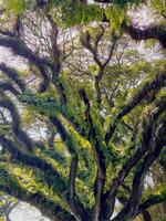 Tree with Fern-Covered Branches in Sunlight. De Djawatan Banyuwangi, Indonesia photo