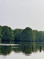 Serene Lake with Reflective Mangrove Trees and Wooden Posts photo