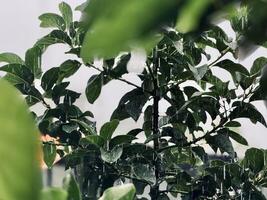 Lush Green Leaves with Raindrops Background photo