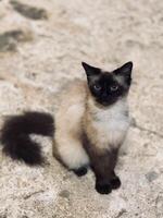 Curious Siamese Cat Sitting on Textured Surface photo
