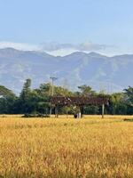 Rustic Structure in Golden Rice Field with Mountain Backdrop photo