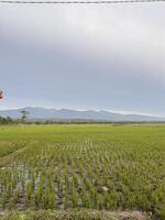 Lush Rice Field with Mountain View. Argopuro Mountain, Indonesia photo