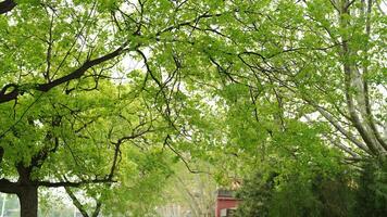 The fresh green leaves on the trees photo