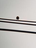 Minimalist Silhouette of a Bird on Wires Against a Gradient Sky at Golden Hour photo