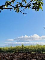 Scenic landscape of Mount Raung with clouds over its peak, surrounded by lush green sugarcane fields under a bright blue sky. Vibrant nature scenery photo