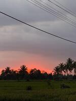 Sunset Over Lush Field with Palm Trees photo