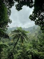 Lush Rainforest with Overcast Sky. Madakaripura Waterfall Probolinggo photo