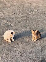 Two Kittens Sitting on Concrete Surface photo