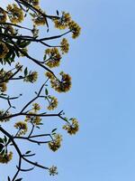 Delicate Yellow Blossoms on Tree Branches Against a Vast Cloudless Blue Sky photo