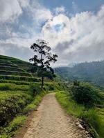 Winding Path Through Terraced Fields. Brakseng Cangar Batu. photo