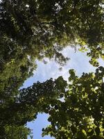 Looking Up Through a Tree Canopy. Tree Canopy photo