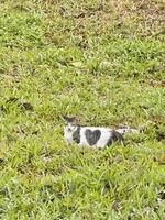 Cat Resting in a Grassy Field photo