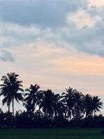 Silhouetted Palm Trees at Sunset photo