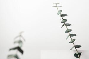 Premium podium on white background with eucalyptus branches. Mock up for presentation of cosmetic products photo