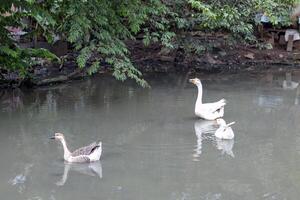 Three Geese Swimming in a Natural Pond photo