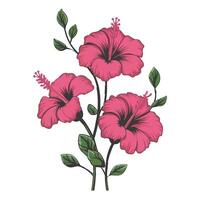 Elegant Pink Hibiscus Blooms vector