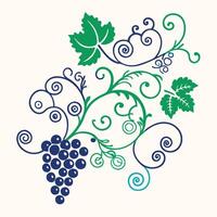 grape vine with leaves and grapes illustration on a white background vector