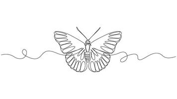 Single Line Delicate Butterfly Drawing on White Background Simplicity design vector