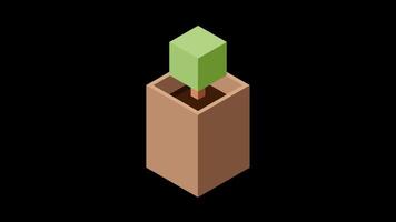 Isometric plant animation, Isometric potted plant. Isometric tree. Tree isometric elements. Motion graphic. Transparent background with alpha channel. video