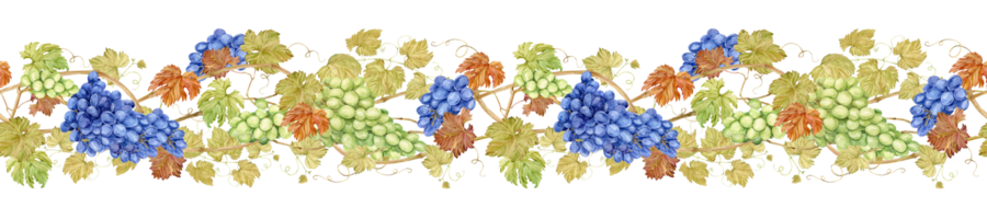 Horizontal pattern of grapevine, foliage, blue and green berries. Watercolor illustration in retro style. Clipart for wine label design in retro style. Seamless border of intertwined grape branches. png