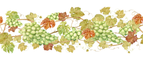 Seamless border of intertwined grape branches. Horizontal pattern of grapevine, green berries and foliage. Watercolor illustration in retro style. Clipart for wine label design in Art Nouveau style. png
