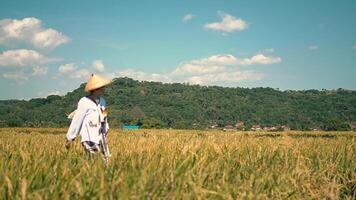 Person in Rice Field Under Blue Sky video