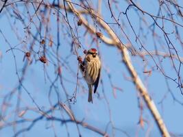 Common redpoll , Acanthis flammea perched on branch with birch cones. Common redpoll or Acanthis flammea eating food in winter frost time on blue sky background photo