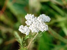Milfoil flower of white color in the summer field. Achillea millefolium photo