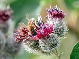 Bee on wild burdock. Wild honeybee collects nectar from flower of prickly burdock or Arctium tomentosum. Apitherapy, environment, ecosystem and agriculture concept photo