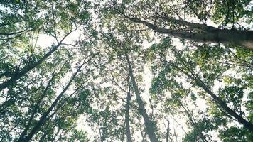 A view looking up through a dense forest canopy, with sunlight filtering through the leaves, creating a serene and tranquil atmosphere video