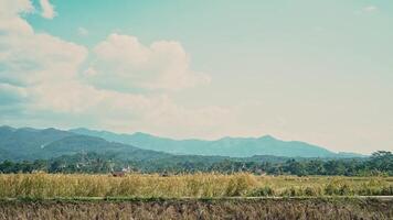 Serene Rice Fields with Mountain View video