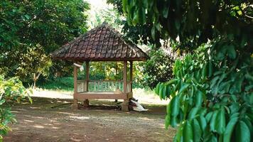 A serene gazebo surrounded by lush greenery, featuring a traditional roof and wooden structure. The setting is peaceful, ideal for relaxation or contemplation video