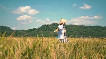 A farmer walking through a golden rice field under a bright blue sky with fluffy clouds. The landscape features lush green hills in the background, creating a serene rural scene video
