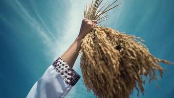 A hand holding a bundle of golden wheat against a bright blue sky, symbolizing harvest and abundance. video