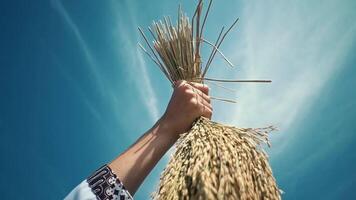 A hand holding a bundle of harvested wheat against a bright blue sky. The image captures the essence of agriculture and traditional farming practices video