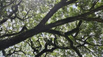 A majestic tree with sprawling branches covered in moss and green foliage against a bright sky photo