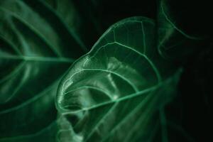 Natural Leaf Texture Background. Closeup of Green Fiddle Fig, Ficus Lyrata Leaf Surface. Top View photo