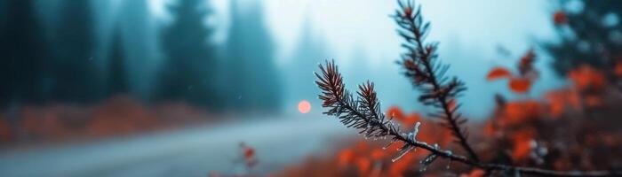morning mist in spruce-filled verdant forest, soft light filtering through cerulean sky branches dripping with ice photo