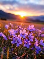 symphony of nature, macro photography journey through golden hour french countryside - lavender fields panorama at sunset, capturing beauty in every close-up photo