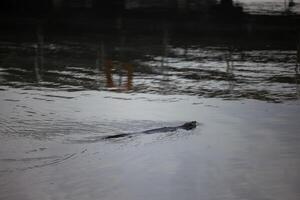 Nutria swims in a channel with muddy water in natural conditions. A wave comes from it and attracts attention. There is no one else in the pond.The animal swims in the middle of the frame.Environment photo