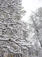 A mesmerizing close-up of tree branches covered in freshly fallen snow, forming intricate patterns against a muted winter sky. The delicate balance of snow adds a serene and peaceful touch photo