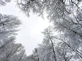 A mesmerizing close-up of tree branches covered in freshly fallen snow, forming intricate patterns against a muted winter sky. The delicate balance of snow adds a serene and peaceful touch photo